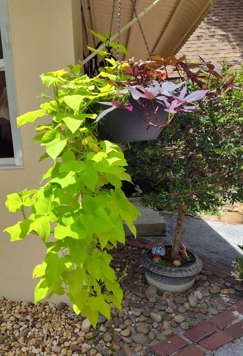 Sweet Potato Cuttings 5 Pack, Chartreuse Foliage, Rooted Ipomoea batatas for Pots & Gardens