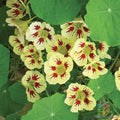 Orchid Cream Nasturtium Seeds - 50+ Pack, Tropaeolum majus, Garden Planting, Vibrant Blooms, Easy to Grow, Pollinator Attractant
