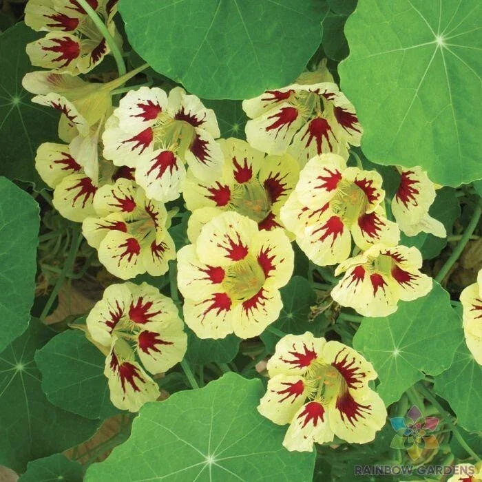 Orchid Cream Nasturtium Seeds - 50+ Pack, Tropaeolum majus, Garden Planting, Vibrant Blooms, Easy to Grow, Pollinator Attractant