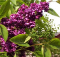 Dark Purple Lilac Seeds - Fragrant Hardy Perennial Shrub Syringa vulgaris - 25 Seeds for Garden, Hedges & Borders