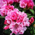 Rhododendron Starter Plant - Yaku Prince Variety - Well Rooted, Evergreen Foliage, Pink to Lavender Blooms, Rhododendron 'Yaku Prince'