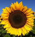 Sunflower Seeds - Pro Cut Mixture - Helianthus annuus - Bright Colorful Garden Flower Seeds
