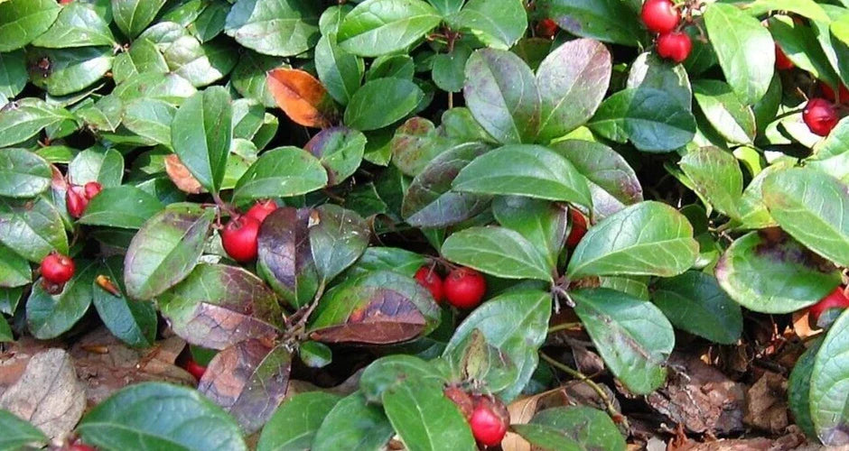 Wintergreen Live Bareroot Plant - Gaultheria procumbens, Evergreen Ground Cover with Aromatic Leaves