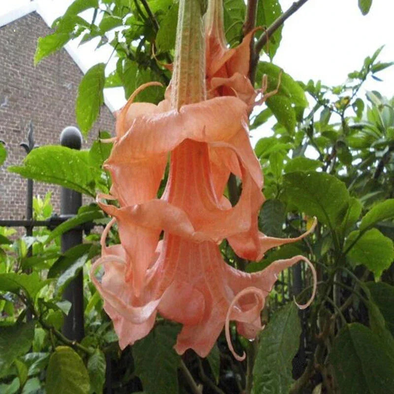 Triple Flamango Angel Trumpet Seeds - Brugmansia spp. - Vibrant Orange & Yellow Flowers - 10 Seeds for Garden & Container Growth