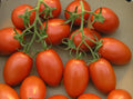 Roma Tomato Seeds - Pack of 50, Solanum lycopersicum, Heirloom, Organic, for Gardening, Container & Raised Bed Cultivation
