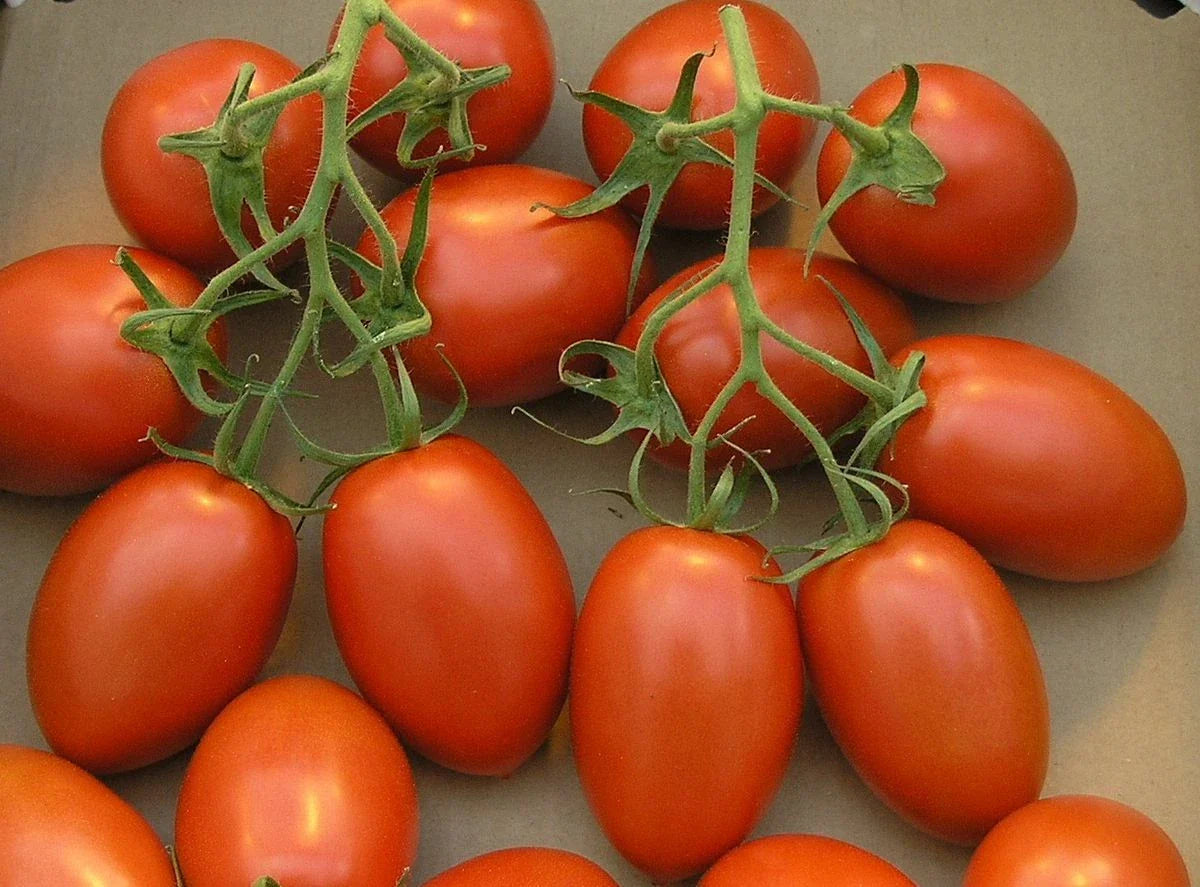 Roma Tomato Seeds - Pack of 50, Solanum lycopersicum, Heirloom, Organic, for Gardening, Container & Raised Bed Cultivation
