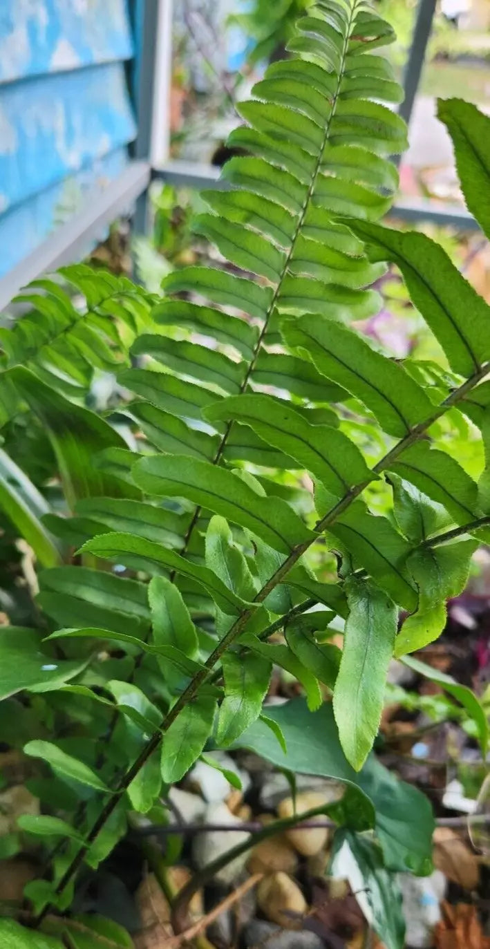 Sword Fern Starter Plant - Kimberly Fern - Ostrich Fern - Rooted Nephrolepis exaltata Indoor/Outdoor