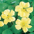 Nasturtium Seeds - Creamy Yellow Heirloom Flowers - Non-GMO Tropaeolum majus for Gardens, Containers, Pollinator Attracting