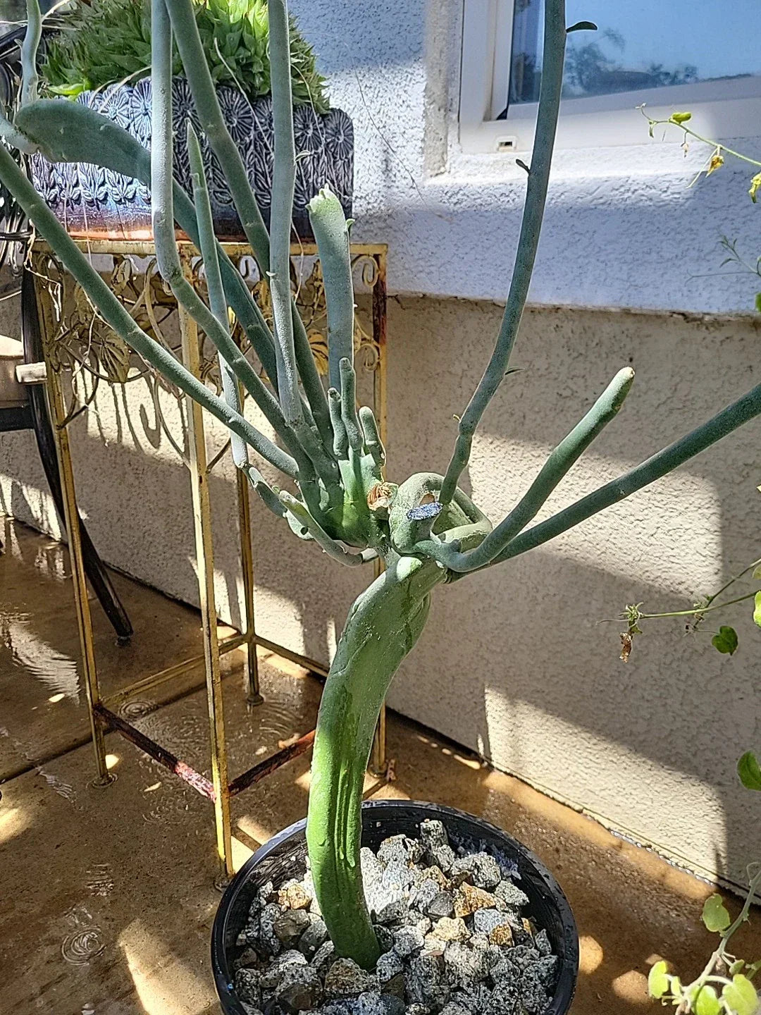 Euphorbia Tirucalli Monstrous Cactus Cutting | Succulent Plant | Green Stem | Drought Tolerant, Indoor Outdoor