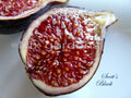 Scott's Black Fig Tree Cutting - Ficus carica 'Scott's Black' for Home Gardens & Containers