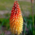 Red Hot Poker Flower Seeds - Kniphofia Uvaria Perennial Garden Plant - 50+ Seeds for Borders & Pollinator Gardens