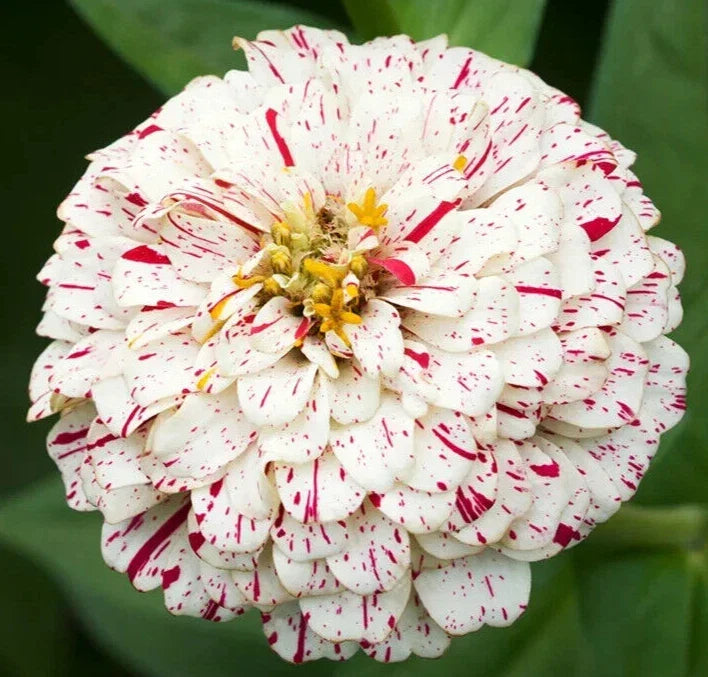 Peppermint Stick Zinnia Seeds - 100+ Annual Flower Seeds for Garden, Borders, and Cut Flowers, Zinnia elegans, Red and White