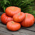 Cinderella Pumpkin Seeds - Heirloom Cucurbita pepo, 30+ Seeds for Home Garden, Decorative & Edible Pumpkins