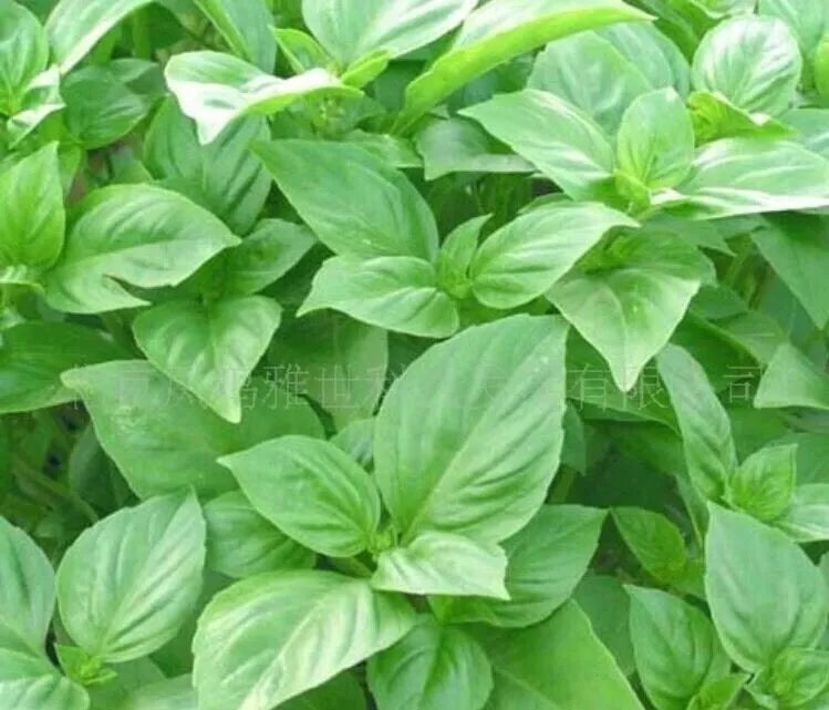 Organic Basil Seeds - Big Leaf Green Variety - 50 Pack - Ocimum basilicum - Culinary Herb, Aromatic, Easy to Grow
