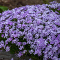 Creeping Phlox Seeds - Blue Emerald Variety - Ground Cover, Perennial, Phlox subulata, Blue Flowers, Rock Garden Seeds, USA