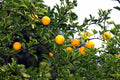 Hardy Orange Seeds - Poncirus trifoliata, Trifoliate Orange, Cold Hardy, Drought Resistant, Ornamental Shrub, 10 Seeds