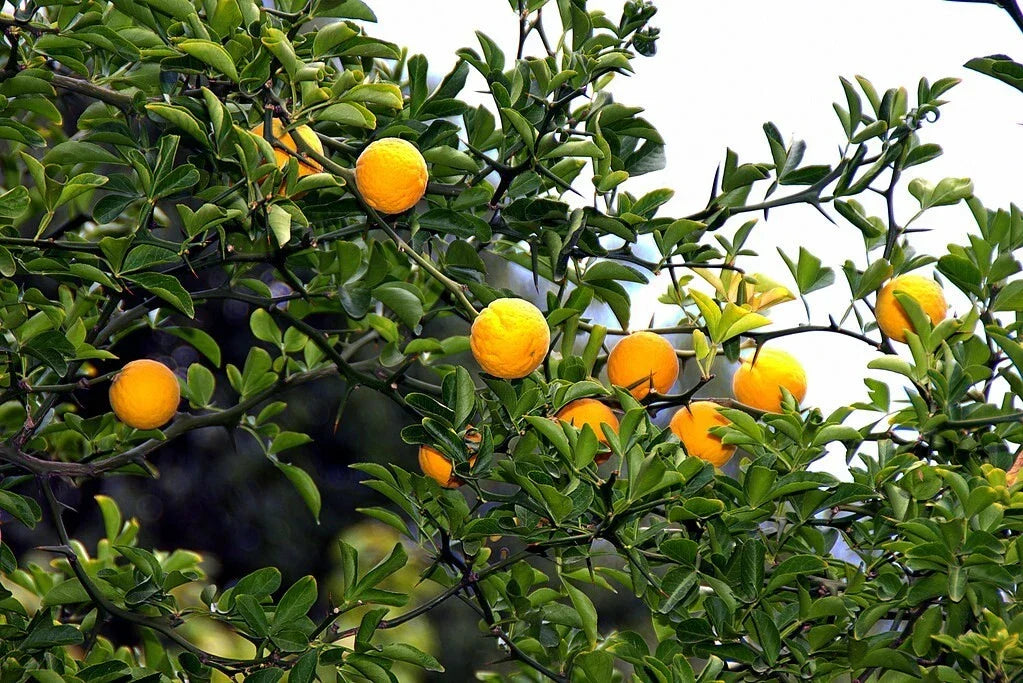 Hardy Orange Seeds - Poncirus trifoliata, Trifoliate Orange, Cold Hardy, Drought Resistant, Ornamental Shrub, 10 Seeds