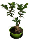 Ficus microcarpa Bonsai Tree 14" Indoor Outdoor Chinese Banyan Plant, Malaya Variant
