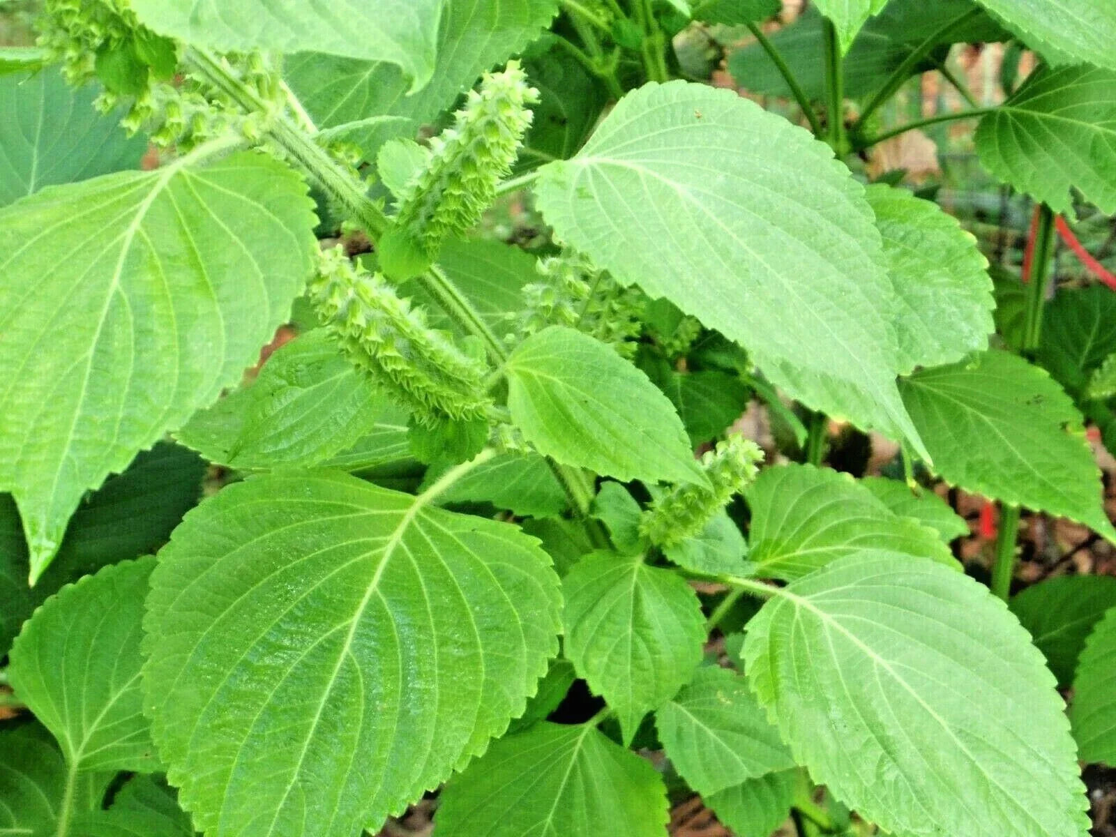 Green Shiso Seeds - Perilla frutescens Herb for Sushi, Soup & Culinary Use - 100+ Seeds for Indoor & Outdoor Gardening