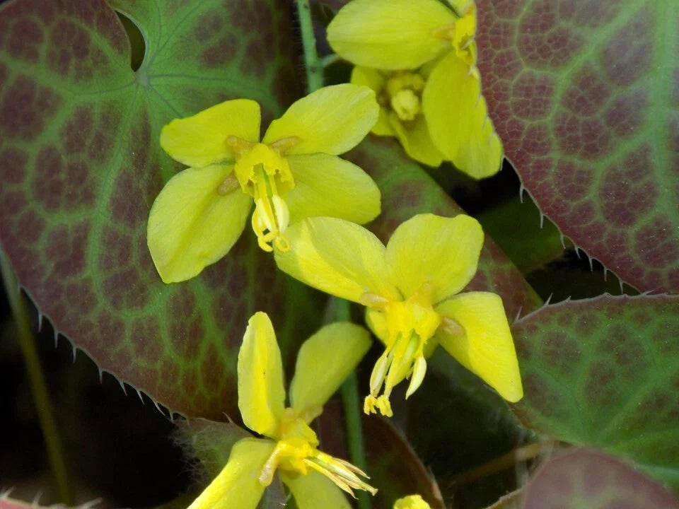 Epimedium perralchicum 'Frohnleiten' Fairy Wings Plant - Shade Perennial Ground Cover in Pots