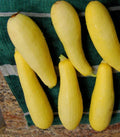Prolific Summer Squash Seeds - Yellow Zucchini Bush Cucurbita pepo - 20+ Seeds for Container & Garden Growth