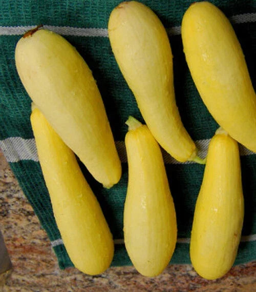 Prolific Summer Squash Seeds - Yellow Zucchini Bush Cucurbita pepo - 20+ Seeds for Container & Garden Growth