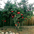 Dwarf Pomegranate Tree Seeds - 20 Pack - Punica granatum Nana - Indoor & Outdoor Fruit Plant for Small Gardens