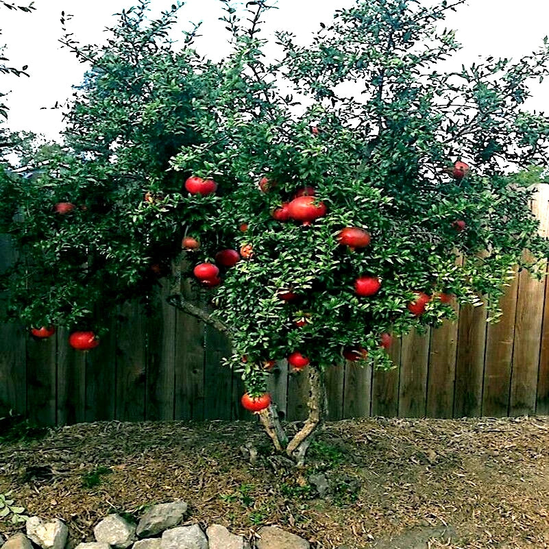Dwarf Pomegranate Tree Seeds - 20 Pack - Punica granatum Nana - Indoor & Outdoor Fruit Plant for Small Gardens