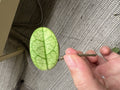 Hoya Lyi Noid Cutting D - Rare Houseplant Propagation - Hoya spp. Indoor Climbing or Trailing Vine