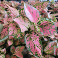 Aglaonema Lady Valentine Plant | 3-Inch Pot | Variegated Pink and Green Foliage | Indoor Tropical Houseplant | Aglaonema commutatum