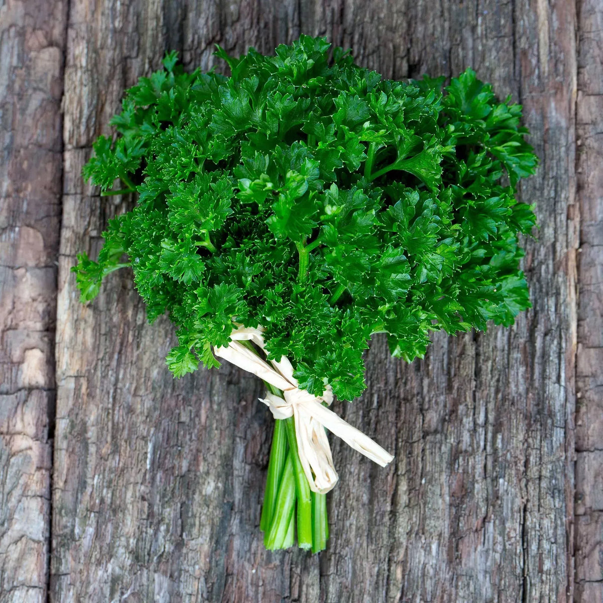 Curled Parsley Seeds 4000 Count Non-GMO Heirloom Petroselinum crispum Herb for Culinary Use