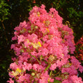 Tuscarora Crape Myrtle Seeds - 20 Perennial Flower Seeds - Lagerstroemia indica - Pink Blooms - Drought Tolerant - US Seller