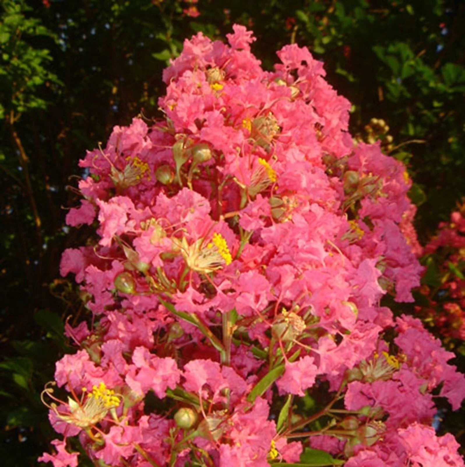 Tuscarora Crape Myrtle Seeds - 20 Perennial Flower Seeds - Lagerstroemia indica - Pink Blooms - Drought Tolerant - US Seller