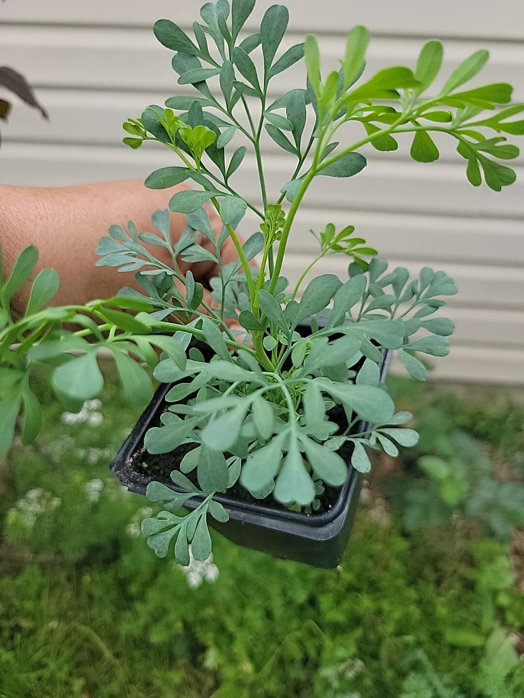Blue Rue Live Plant in 3-Inch Pot, Ruta graveolens, Aromatic Herb for Gardens & Indoor Decor