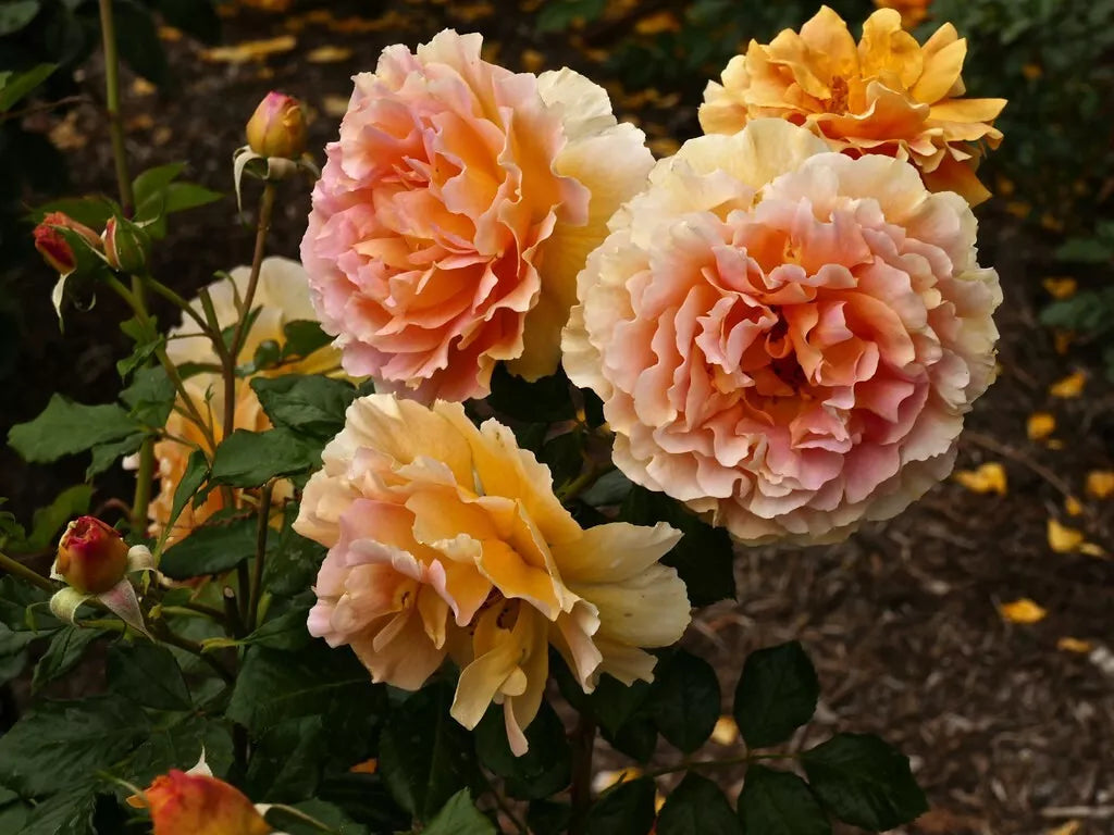 Rose Cuttings 5-8" Long, Caribbean Breeze Floribunda Rosa 'Caribbean Breeze' Unrooted Fresh Stems