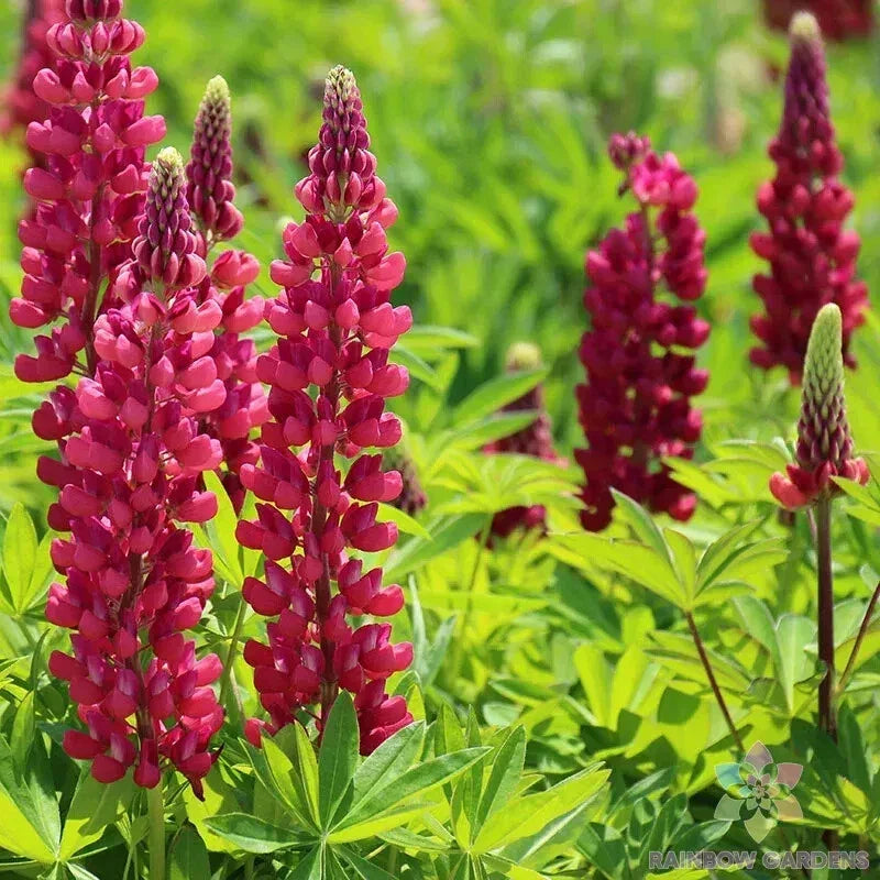 Gallery Red Lupine Seeds - 25+ Pack for Garden Planting, Lupinus polyphyllus, Vibrant Red Flowers, Attracts Pollinators, USA Grown