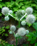 Rattlesnake Master Seeds - Perennial White Flowers - Eryngium yuccifolium - Native Plant Seeds for Pollinators, Drought Tolerant
