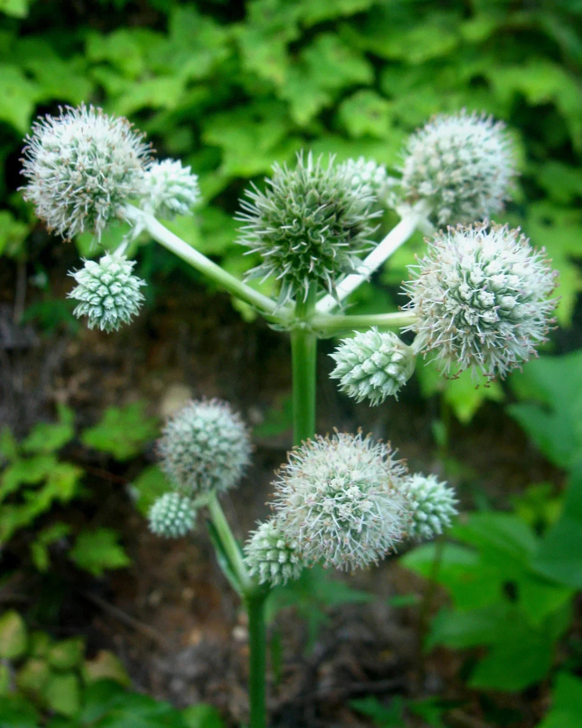 Rattlesnake Master Seeds - Perennial White Flowers - Eryngium yuccifolium - Native Plant Seeds for Pollinators, Drought Tolerant