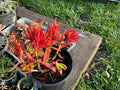 Crassula 'Campfire' Succulent Cuttings - 3 Healthy Pieces with Red & Green Foliage - Indoor Garden Plant - Crassula capitella
