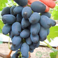 Rada Grape Cuttings - 2 Imported from Ukraine - Easy to Root - No Roots