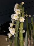 Columnar Cactus Cutting 11” | Succulent Plant | Carnegiea gigantea | Indoor & Outdoor Decor