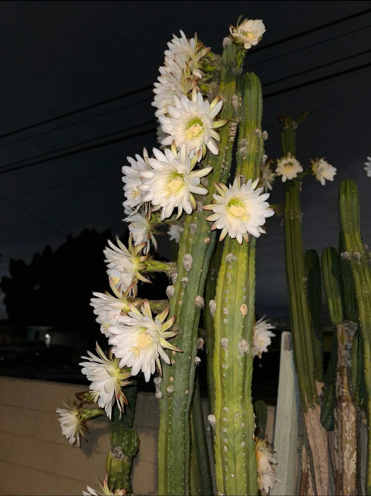Columnar Cactus Cutting 11” | Succulent Plant | Carnegiea gigantea | Indoor & Outdoor Decor