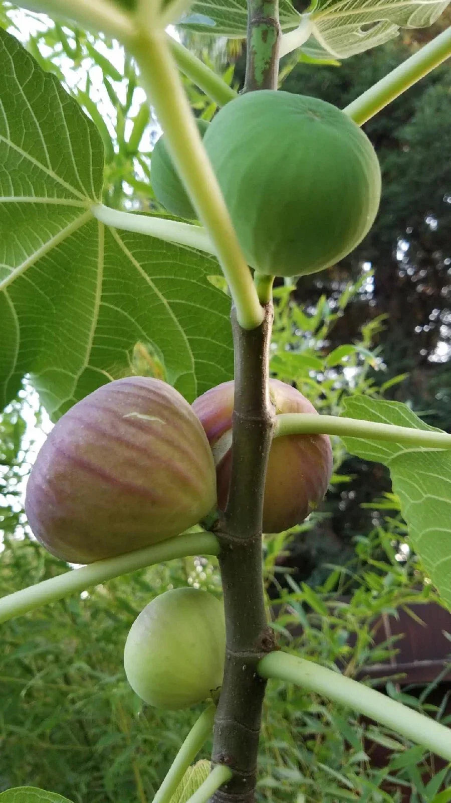 Hardy Fig Tree Cuttings - Self-Fertile Ficus carica Fruit Tree for Garden or Container Cultivation