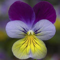 Viola Seeds - 50 Pack - Deltini Blue Purple Wing Scented Viola (Viola tricolor) for Gardens & Containers