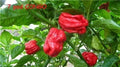 15 Seeds Trinidad SR 7 Pod Congo Red Hot Pepper Capsicum chinense Extreme Heat Variety