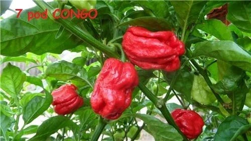 15 Seeds Trinidad SR 7 Pod Congo Red Hot Pepper Capsicum chinense Extreme Heat Variety