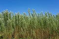 Privacy Trees for Planting | Fast Growing Aussie Willow | Natural Privacy Screen | Salix babylonica | Starter Plant