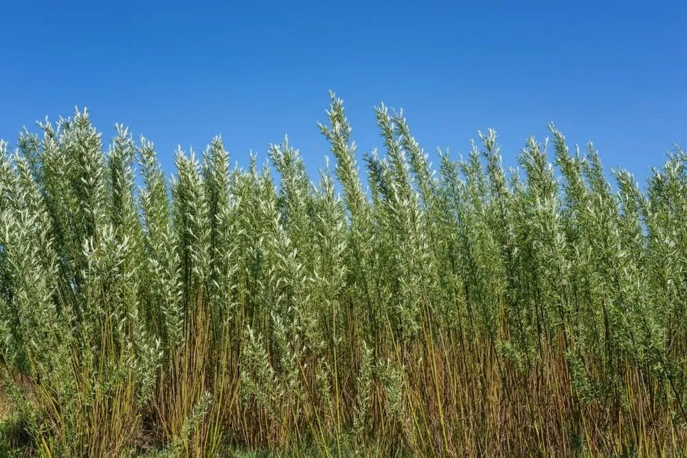 Privacy Trees for Planting | Fast Growing Aussie Willow | Natural Privacy Screen | Salix babylonica | Starter Plant