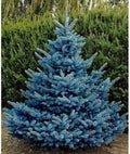 Blue Spruce Seeds for Planting | 30 Seeds | Colorado Blue Spruce | Picea pungens | Evergreen Tree Seeds