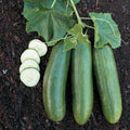 Straight Eight Cucumber Seeds - Heirloom NON-GMO, Cucumis sativus, Long, Straight Cucumbers for Salad & Pickling, Free Shipping